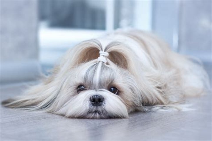 5 Unforgettable Staring Dogs That Will Melt Your Heart