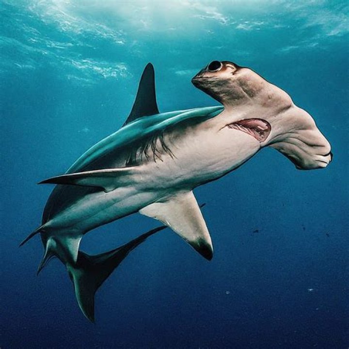 Do Sharks Have Good Eyesight: Unveiling the Truth About Shark Vision