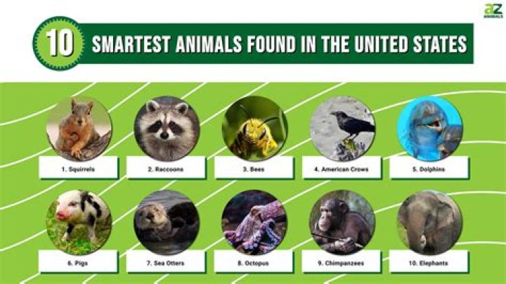 The Dumbest Animal You'll Ever Meet: Uncovering Nature's Least Intelligent Creatures