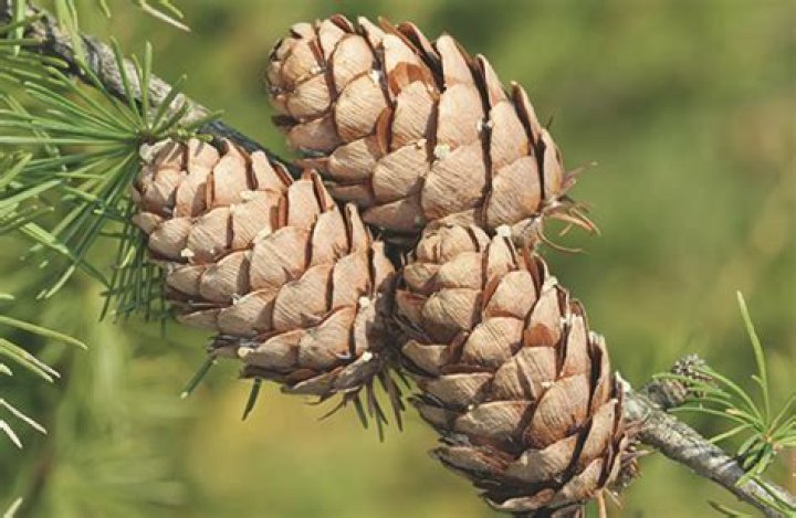 The Fascinating Process of Pine Cone Opening and Closing