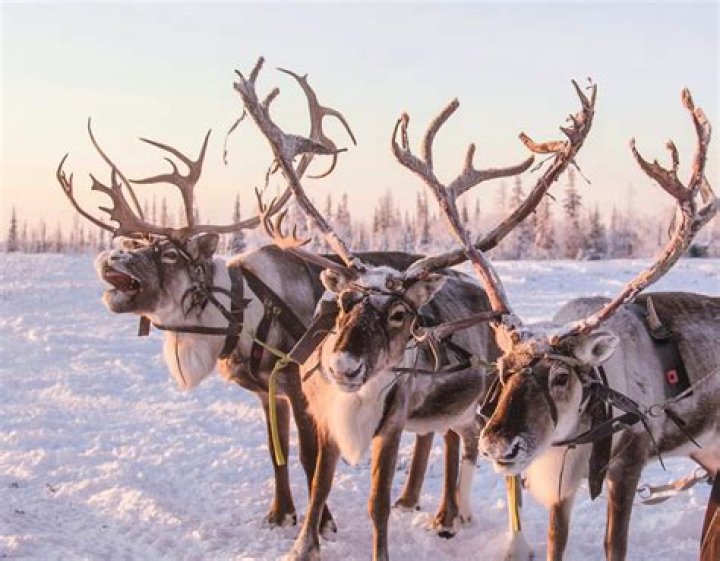 Unraveling the Mystery: Donner or Donder Reindeer