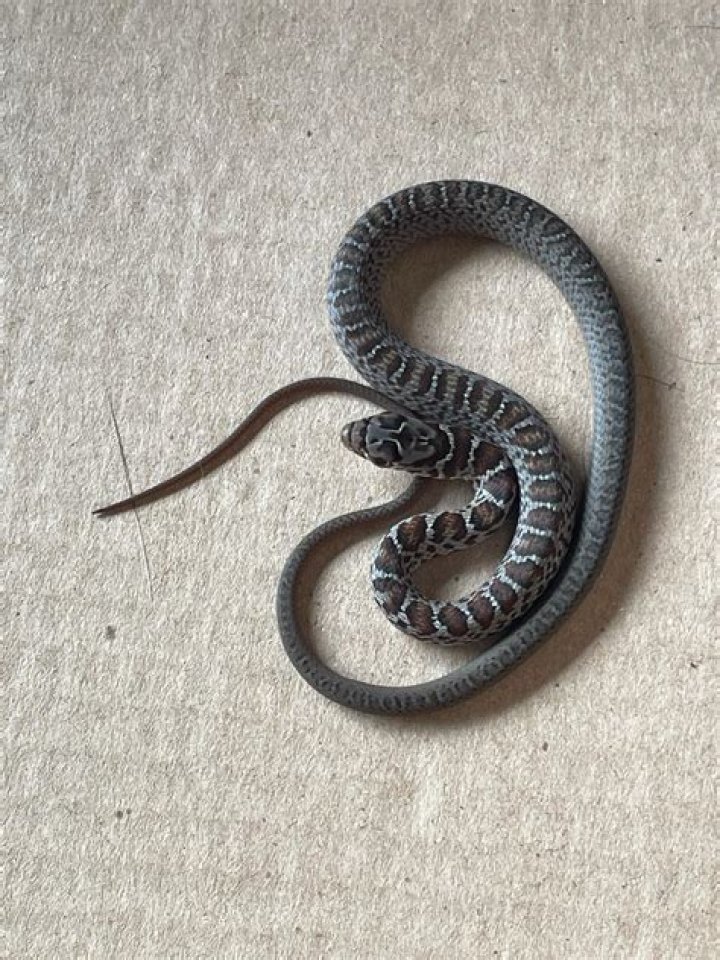 Unveiling the Fascinating World of Baby Rat Snakes: Your Ultimate Guide
